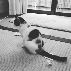 しっぽだけの画像