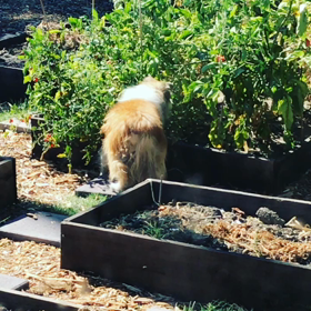 トマト泥棒の画像