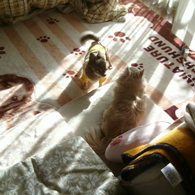 お空からの =≡Σ((( つ•̀ω•́)つの画像