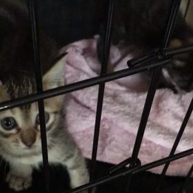 華音のチビ達は朝から元気すぎるの画像