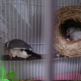 ３羽目が孵化＆初ごはんタイム遭遇の画像