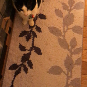 脱皮の瞬間の画像