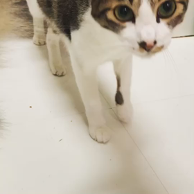 触れるようになったあさりくんの画像