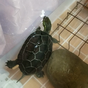 水槽を冬使用にしたら…の画像