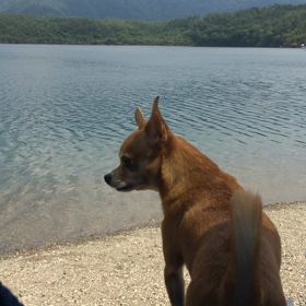 西湖に木霊する声の画像