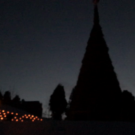 感謝の白菊の画像