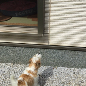 今日ののんのん、カマキリ対決の画像