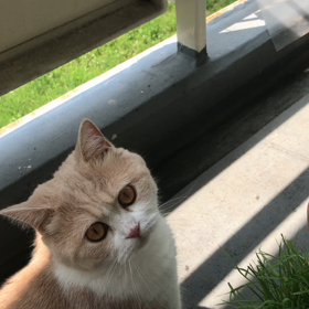 侘助、草をはむの画像