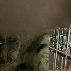 ちょっと早いけど捕獲しましたの画像