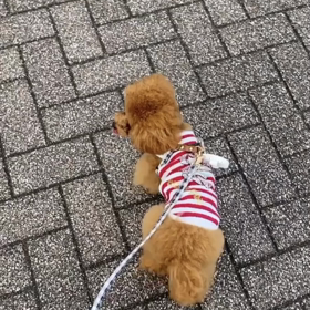 宇野樹君インスタストーリーより　晴れている間に　早早朝さんぽの画像