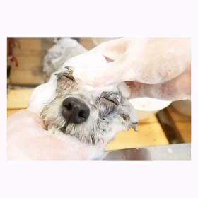 ☆シャンプーでうっとり〜☆の画像