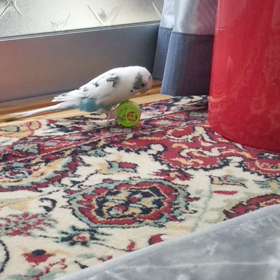 キャップの画像