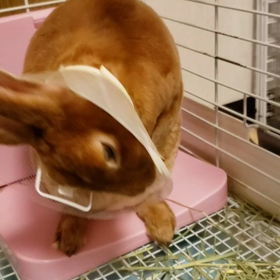 避妊手術から3日目のきなこの画像