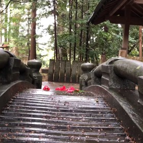■雨と椿と橋渡り■の画像