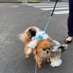 散歩が日課に…(^^)の画像