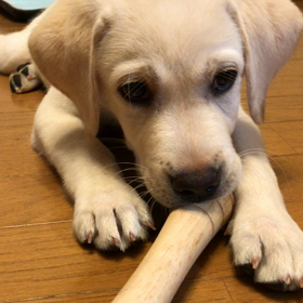 ５日に5グラム。の画像