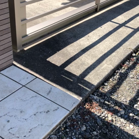 足を怪我したたぬきさん。の画像