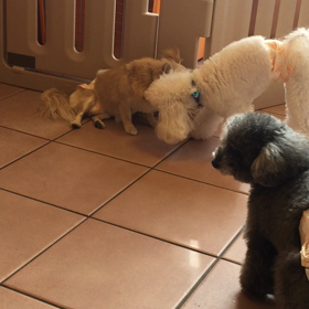 おばぁちゃんっ子の画像