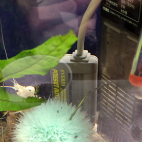 ブレンド米の画像