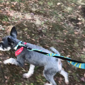 ♪お散歩動画♪代々木公園♪の画像