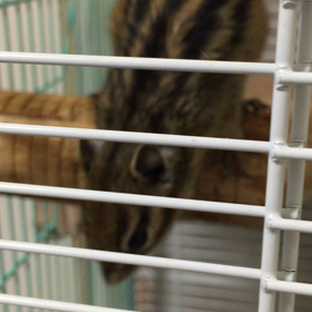 動くコロン♂の画像