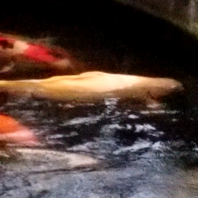 プカプカの画像