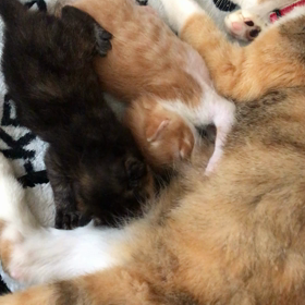 そっちゃじゃないよの画像