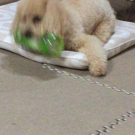 セナくんの動画❤︎の画像