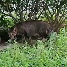 猫と見つめ合う動画の画像