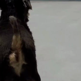 ペットロスの画像