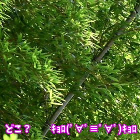 すぎぴたんの事件簿　シーズン２　２６０話（近所のウグイス嬢）の画像