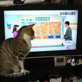 平井さんと猫の画像