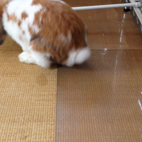 ラビットホッピング りん編の画像