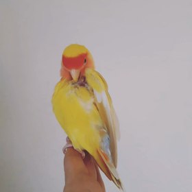 レモンちゃん体重アップの画像