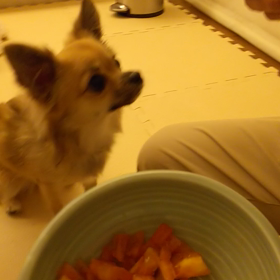 天才 コタロ あらわる！の画像