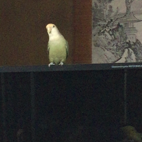 自己主張の画像