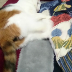 けりけりの画像