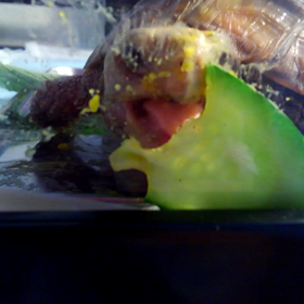 キュウリが大好きの画像