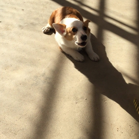 走る銀次郎の画像