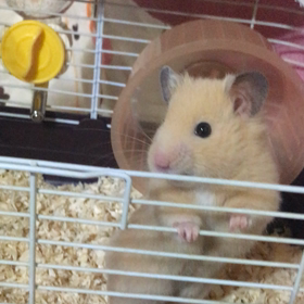 うちに来たたくさんのみかんの画像