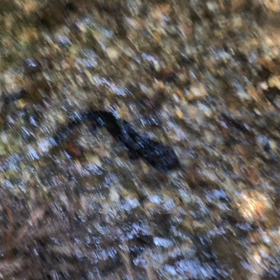 国の天然記念物に遭遇‼︎の画像