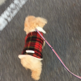 ハイペースの画像