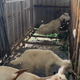 (๑>◡<๑)の画像