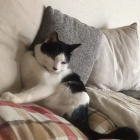 里親様募集中の皐月くん❤️の画像