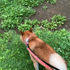 7月21日13わんこと2時間遠足　代々木公園表参道の画像