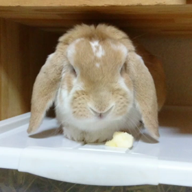 今夜のポトフの画像