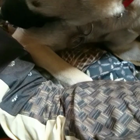 ももの助と仲良くの画像