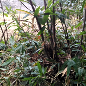 イノシシ対策　ソーラーパネルの画像