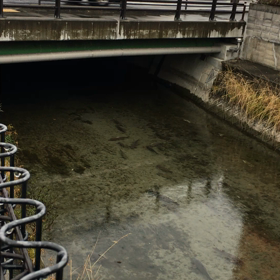 今朝のコイ占い★その2の画像