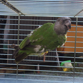 ネズミガシラハネナガインコの画像